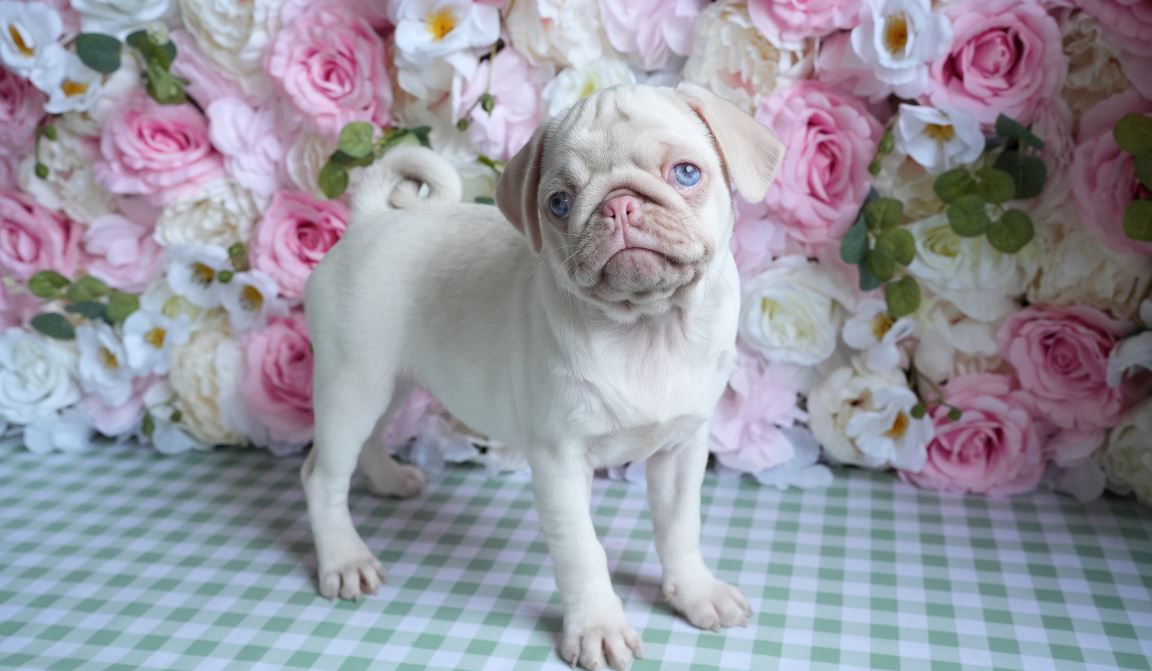 Pink Pug Puppies! – Milkshake The Pug